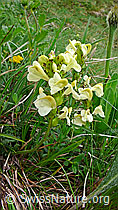 Foto: Knolliges Läusekraut