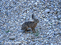 Foto: Feldhase (Lepus europaeus)