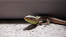 Zauneidechse (Lacerta agilis) (F049643) Zauneidechse (Lacerta agilis) (F049643)