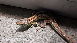 Zauneidechse (Lacerta agilis) (F049645) Zauneidechse (Lacerta agilis) (F049645)