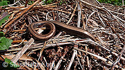Blindschleiche (Anguis fragilis) (F049656) Blindschleiche (Anguis fragilis) (F049656)