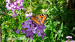Schmetterling: Kleiner Fuchs (Aglais urticae) (F049662) Schmetterling: Kleiner Fuchs (Aglais urticae) (F049662)