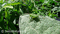 Junges Grünes Heupferd (Tettigonia viridissima) (F049702) Junges Grünes Heupferd (Tettigonia viridissima) (F049702)