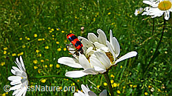Gemeiner Bienenkäfer (Trichodes apiarius) auf Gewöhnlicher Wiesen-Margerite (Leucanthemum vulgare) (F049708) Gemeiner Bienenkäfer (Trichodes apiarius) auf Gewöhnlicher Wiesen-Margerite (Leucanthemum vulgare) (F049708)