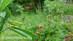 Grünes Heupferd (Tettigonia viridissima) (F049762) Grünes Heupferd (Tettigonia viridissima) (F049762)