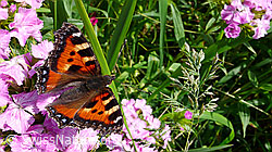 Schmetterling: Kleiner Fuchs (Aglais urticae) (F049778) Schmetterling: Kleiner Fuchs (Aglais urticae) (F049778)