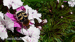 Gebänderter Pinselkäfer (Trichius fasciatus) (F049781) Gebänderter Pinselkäfer (Trichius fasciatus) (F049781)