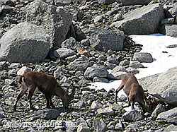 Foto: Steinbock und Steingeiss auf Nahrungssuche