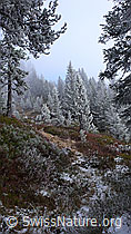 F052670: Märchenlandschaft