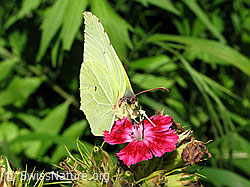 Zitronenfalter auf Blüte (F053603)