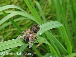 Mistbiene (Eristalis tenax) (F053635) Mistbiene (Eristalis tenax) (F053635)