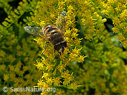 Mistbiene (Eristalis tenax) auf Kanadischer Goldrute (Solidago canadensis) (F053672) Mistbiene (Eristalis tenax) auf Kanadischer Goldrute (Solidago canadensis) (F053672)