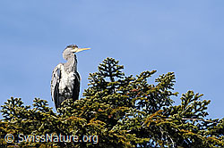 Foto: Graureiher (Ardea cinerea)