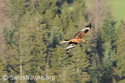 Foto: Rotmilan auf der Jagd