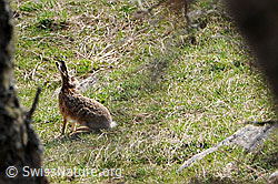 Foto: Feldhase im Gras sitzend