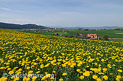 Foto: Frühlingslandschaft mit Löwenzahn