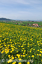 Foto: Blühende Frühlingslandschaft