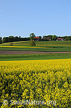 Foto: Rapsfelder