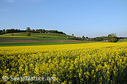 Foto: Blühende Rapsfelder