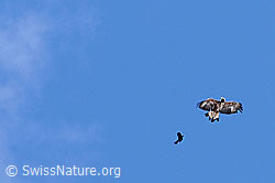 Foto: Adler und Dohle