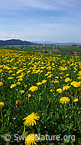 Foto: Blühender Löwenzahn