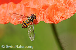 Winterschwebfliege auf Mohn (F058097)