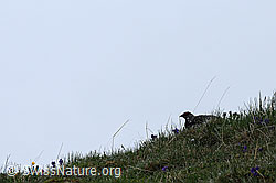 Foto: Schneehuhn in Bergwiese