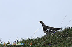 Foto: Alpenschneehuhn auf einer Bergwiese