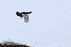 Foto: Fliegendes Schneehuhn