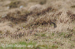 Foto: Schneehuhn im Versteck