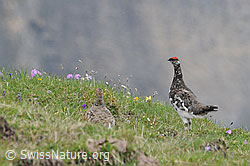 Foto: Alpenscheehühner