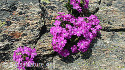 F059231: Rote Felsen-Primel (Primula hirsuta) auf Felsplatte