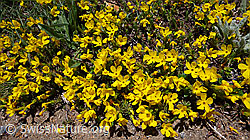 Photo: Goldprimel