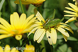 Grünes Heupferd (Tettigonia viridissima) (F059849) Grünes Heupferd (Tettigonia viridissima) (F059849)