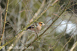Kernbeisser (Coccothraustes coccothraustes) (F065268) Kernbeisser (Coccothraustes coccothraustes) (F065268)