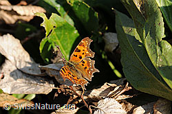 C-Falter (Polygonia c-album) (F066360) C-Falter (Polygonia c-album) (F066360)