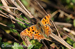 C-Falter (Polygonia c-album) (F066367) C-Falter (Polygonia c-album) (F066367)