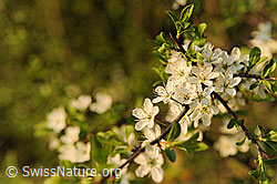 Foto: Birnbaum, Blüte