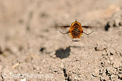 Grosser Wollschweber im Flug (F066881) Grosser Wollschweber im Flug (F066881)