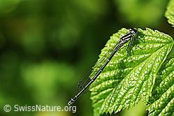 Hufeisen-Azurjungfer (Coenagrion puella) (F067302) Hufeisen-Azurjungfer (Coenagrion puella) (F067302)