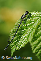 Hufeisen-Azurjungfer (Coenagrion puella) (F067307) Hufeisen-Azurjungfer (Coenagrion puella) (F067307)
