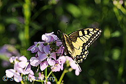 Schwalbenschwanz (Papilio machaon) auf Blüte der Gemeinen Nachtviole (Hesperis matronalis) (F068056) Schwalbenschwanz (Papilio machaon) auf Blüte der Gemeinen Nachtviole (Hesperis matronalis) (F068056)