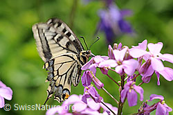 Flatternder Schwalbenschwanz (Papilio machaon) an Gemeiner Nachtviole (Hesperis matronalis) (F068076) Flatternder Schwalbenschwanz (Papilio machaon) an Gemeiner Nachtviole (Hesperis matronalis) (F068076)