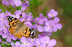 Distelfalter (Cynthia cardui)