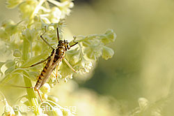 Foto: Eintagsfliege