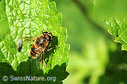 Mistbiene (Eristalis tenax) (F068130) Mistbiene (Eristalis tenax) (F068130)