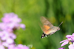 Taubenschwänzchen (Macroglossum stellatarum) im Schwebeflug (F068141) Taubenschwänzchen (Macroglossum stellatarum) im Schwebeflug (F068141)