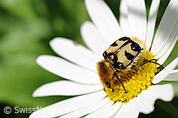 Gebänderter Pinselkäfer (Trichius fasciatus) (F068155)