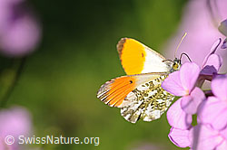 Schmetterling: Aurorafalter (F068272) Schmetterling: Aurorafalter (F068272)