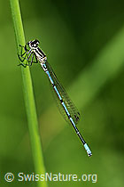 Hufeisen-Azurjungfer (Coenagrion puella) (F068279) Hufeisen-Azurjungfer (Coenagrion puella) (F068279)